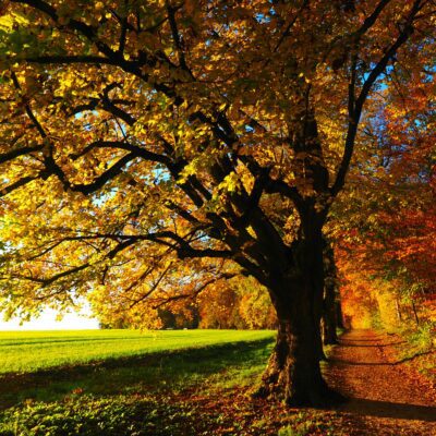 Idyllic forest trail in autumn with colorful leaves and bright sunlight for a serene nature walk.